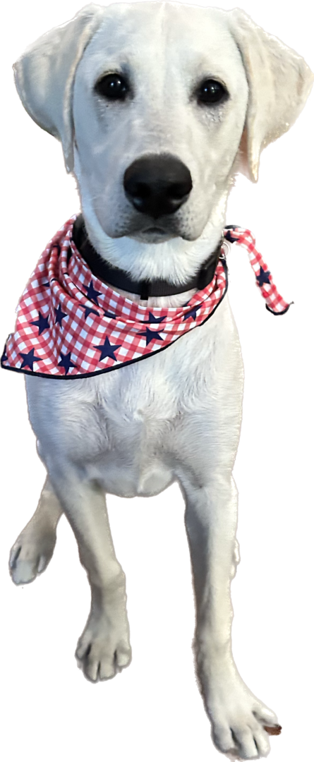 A dog wearing a bandana with stars on it.